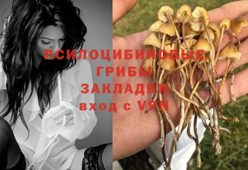 где можно купить   Пушкино  Галлюциногенные грибы Psilocybe 